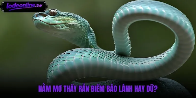 Ý nghĩa lành dữ cùng thông điệp khi mơ thấy rắn