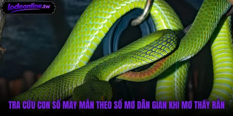 Sổ mơ dân gian cùng các con số khi mơ thấy rắn